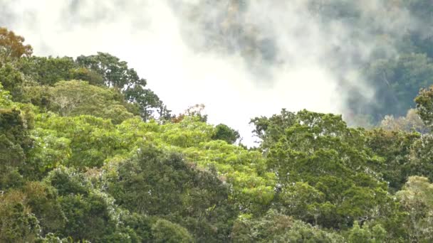 Canopy Árvore Com Vento Leve Nuvens Movimento Fundo — Vídeo de Stock