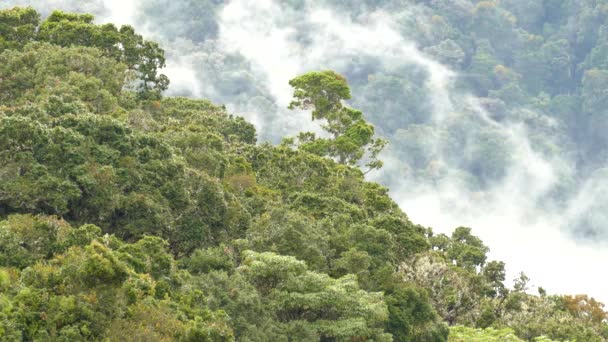 Επίπεδα Του Δάσους Σύννεφο Της Κόστα Ρίκα Κινούμενη Υγρή Συμπύκνωση — Αρχείο Βίντεο