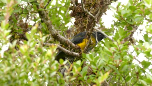 Svartgul Flugsnappare Fågel Endemisk Till Panama Och Costa Rica — Stockvideo