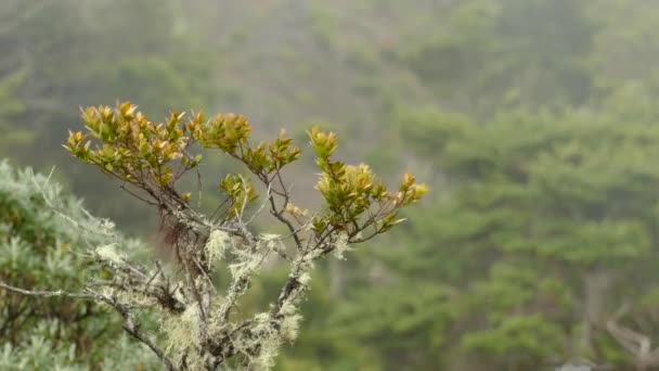 Bosque Seco Tropical Costa Rica Hogar Aves Con Nubes Movimiento — Vídeo de stock