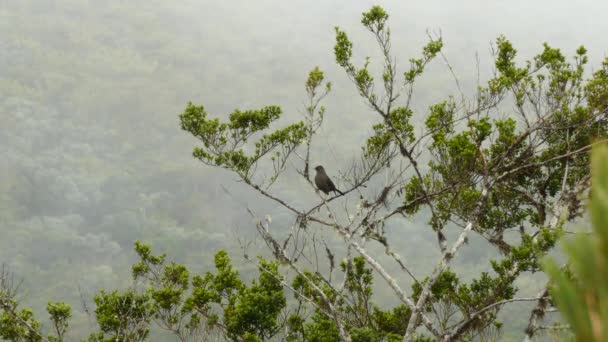 Costa Rica Cloud Forest Landscape Black Bird Perched Tree — Stock Video