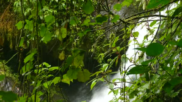 Pequeño Pájaro Rama Frondosa Selva Tropical Costa Rica — Vídeos de Stock
