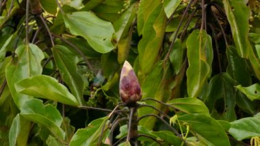 Kosta Rika ormanında tepesinde minik sinekkuşu olan tropik bir çiçek.