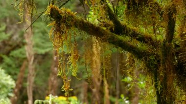 Dallardan süzülen yosunlu çim dallarının keskin detaylı görüntüsü