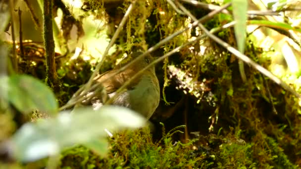Close Tordo Como Pássaro Costa Rica Empoleirado Floresta Com Musgo — Vídeo de Stock