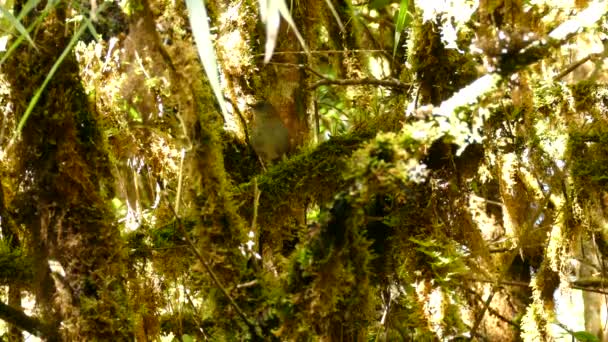 Ptak Bujnej Stos Gałąź Mchu Słońcem Zerkając Przez Kostarykę — Wideo stockowe