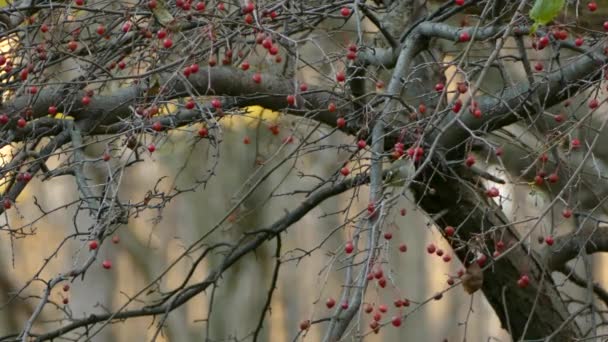 Kinglet Hebt Und Fliegt Roter Trockenbeerenbürste Ontario Davon — Stockvideo