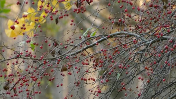 Divoká Zvěř Krásná Během Podzimní Sezóny Kanadských Lesích — Stock video