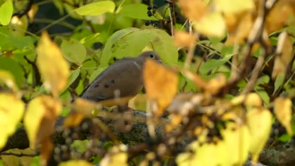 Dull Colored Mourning Dove Perched Striking Colored Fall Forest — Stock Video