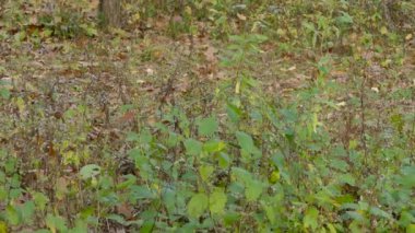 Altın taçlı kralın geniş ve yakın görüntüsü kameraya aldırış etmez.