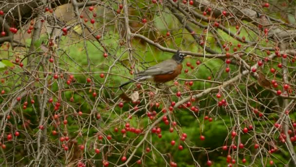 Uccello Pettirosso Affamato Mangia Bacche Rosse Sfondo Verde Pino Sfocato — Video Stock