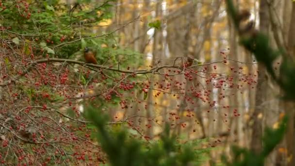 Ładne Kolory Jesieni Wyświetlane Lesie Mieszanym Ptakami Żywiącymi Się Jagodami — Wideo stockowe