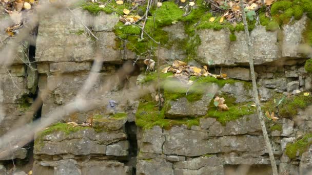 Голубая Сойка Запрыгивает Вертикальную Скальную Стену Драматическом Геологическом Образовании — стоковое видео