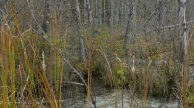Kanada Boreal Ormanı, tımarhane kuşlarına ev sahipliği yapar.