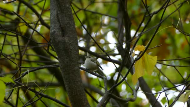 Rapide oiseau kinglet se reposant avant de redécoller à l'automne au Canada