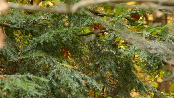 Largo Seguimiento Siguiente Tiro Oro Coronado Kinglet Bastante Bosque Otoño — Vídeo de stock