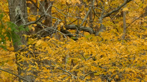 鳥作るアクロバティックな円飛行で見事な黄色の秋の葉設定 — ストック動画
