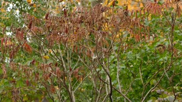 Rapide Minuscule Oiseau Kinglet Sautillant Loin Scène Nature Colorée — Video