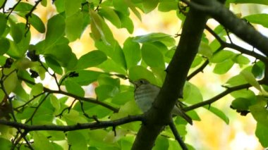 Kanada 'nın geniş yapraklı ormanlarında yeşil ağaç tepe örtüsünün altındaki kuş.