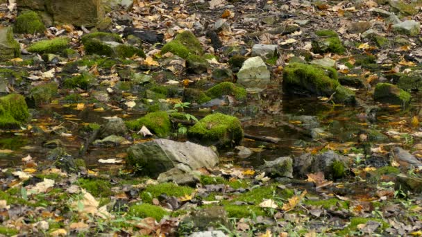 Sharp Detalhado Tiro Robins Tomar Banho Natureza Canadá — Vídeo de Stock