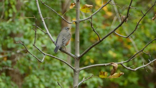 Robin Branch Pretty Blurry Perfect Bokeh Background — Stock Video