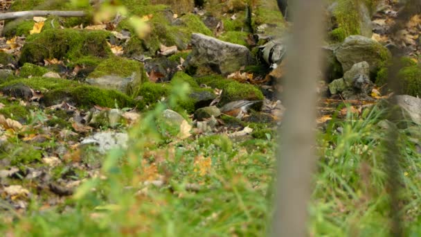 Păsările Robin Ajung Posibilă Sursă Hrană Zonele Umede — Videoclip de stoc