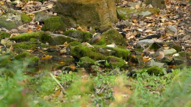 Paire d'oiseaux Robin debout sur des pierres recouvertes de mousse verte 
