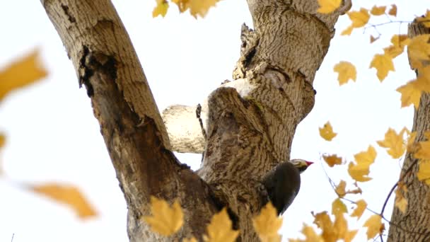 Pileated Woodpecker Breaking Debris Falling Camera — Stock Video