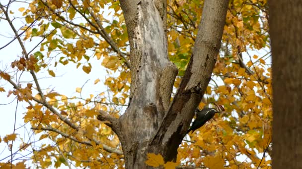 Pileated Woodpecker Breaks Large Piece Tree Bark Falls — Stock video