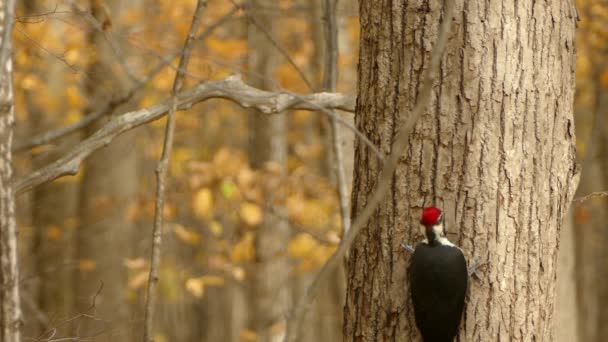 Banded Pileated Datel Stromě Podzim Barevným Pozadím — Stock video