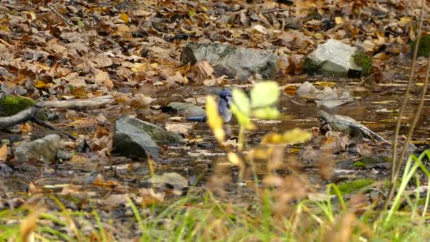 Bathing Blue Jay Makes Splash Forest Floor Small Pond — Stock Video