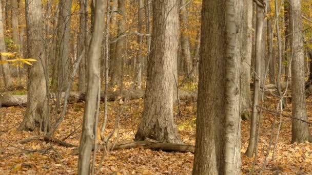 Woodpecker Alacsony Szintű Sűrű Gyönyörű Lombhullató Erdő Ősszel — Stock videók