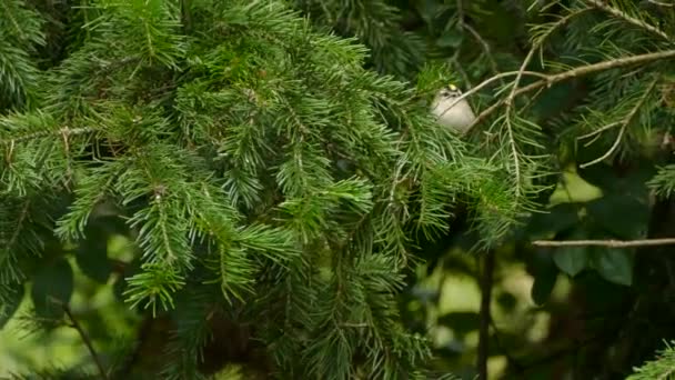 Conception de couleur frappante vue sur les plumes de roi couronné d'or
