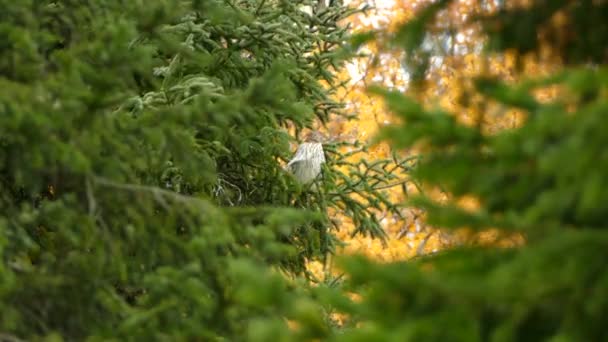 Cooper Hawk Bird Prey Takes Branch Fall Windy Day — Stock Video