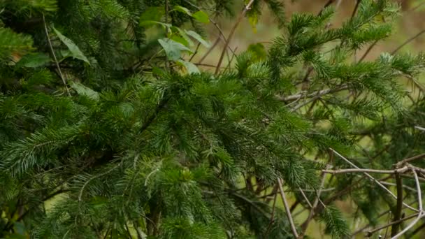 Crête jaune vif visible sur la tête du roi couronné d'or à l'automne 