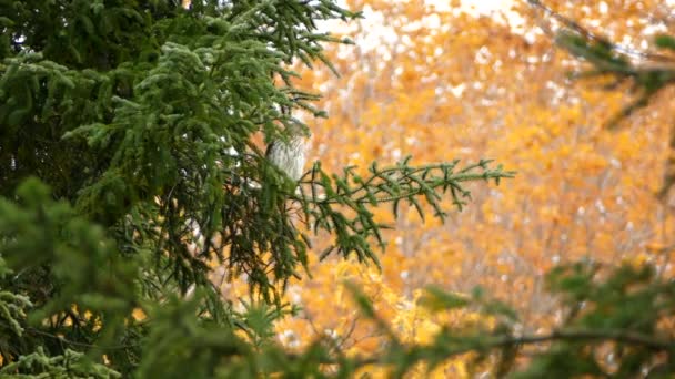 Ocultar Aves Rapiña Área Vigilancia Rama Pino Buen Ajuste Otoño — Vídeos de Stock