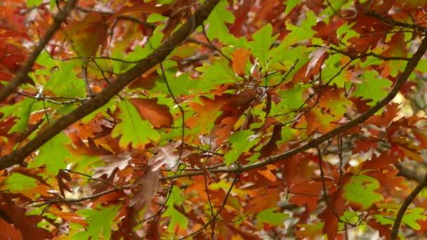 Дубове Листя Восени Різними Відтінками Кольорів Всередині Одного Дерева — стокове відео