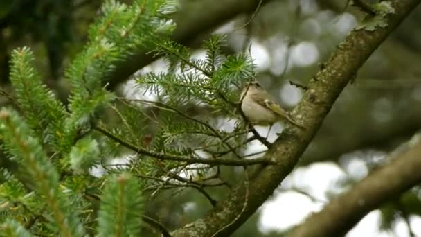 Seguimiento Zoom Tiro Oro Coronado Kinglet Con Cresta Amarilla — Vídeo de stock