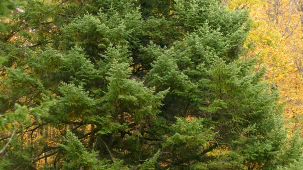 Buschiger Kiefernbaum Mischwald Mit Herbstfarben Und Kleinem Königsvogel — Stockvideo