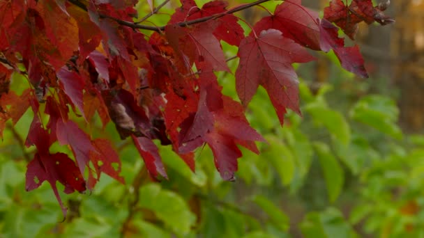 鮮やかな赤いカエデの葉対秋に鮮やかな緑のぼやけた葉 — ストック動画