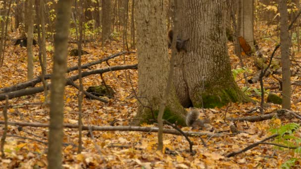 葉のカーペットとカロライナの森の忙しい秋の森の中の3匹のリス — ストック動画