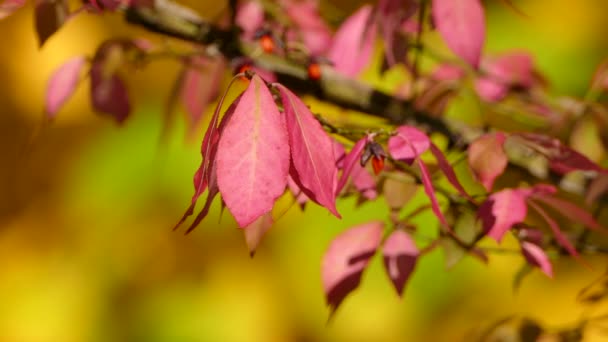 Explosie Van Kleuren Gezien Fel Roze Blad Gele Val Blad — Stockvideo