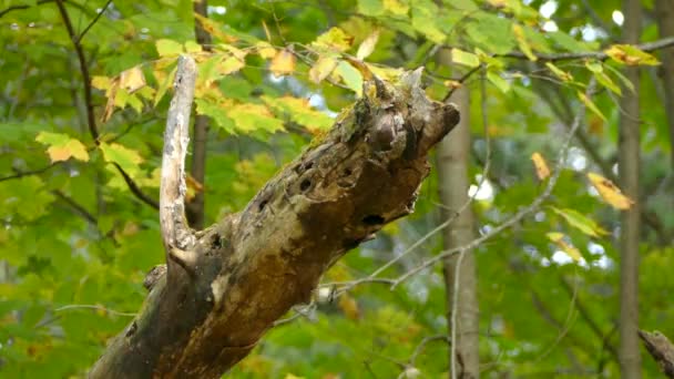 Uccello Nuthatch Indagando Tronco Morto Cibo Prima Pettirosso Atterra Esso — Video Stock