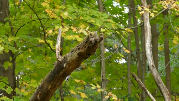 Larga Secuencia Pájaro Nuthatch Pecho Blanco Saltando Tronco Árbol — Vídeos de Stock