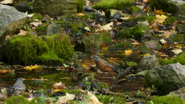 Robin d'Amérique sautillant dans la flaque dans le sol luxuriant de la forêt avec de la mousse 