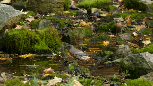 Baño Natural Aves Con Hojas Muertas Otoño Exuberantes Piedras Musgosas — Vídeos de Stock