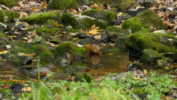 Robins américains éclaboussant dans une petite flaque d'eau calme dans la nature 