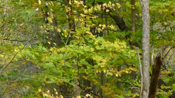 北米の初秋の間の風の強い森の中の小さな鳥 — ストック動画