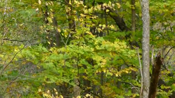 Piccoli Uccelli Nella Foresta Ventosa Durante Inizio Della Stagione Autunnale — Video Stock