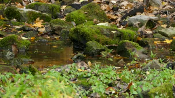 Lovely Birds Making Splash Wings Small Water Pond — Stock Video